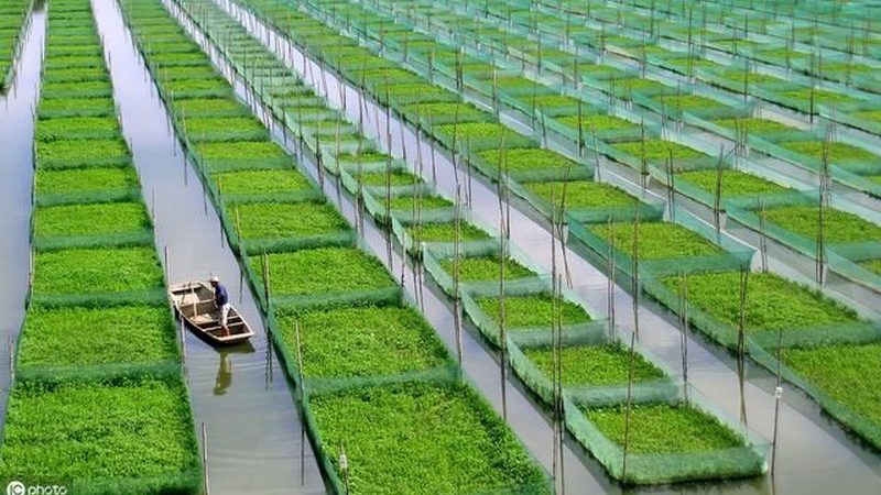 日光温室示范基地：造价背后的考量因素**