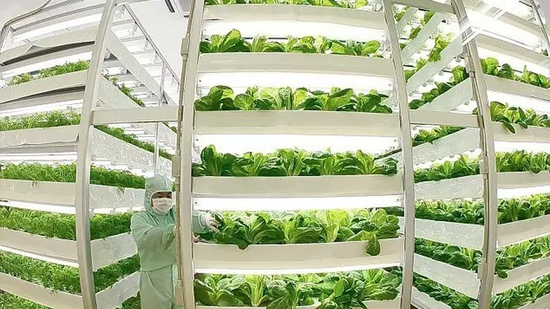 智能温室大棚：现代农业的绿色引擎