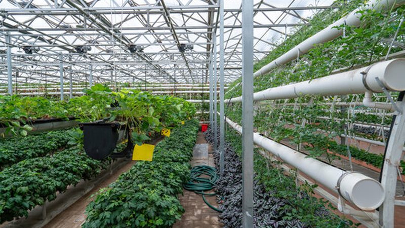庭院水果树间距标准：科学布局，提升果实品质
