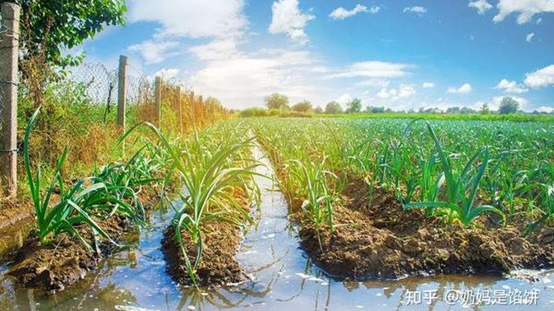 智慧农业种植系统定制方案：打造高效可持续的农田生态