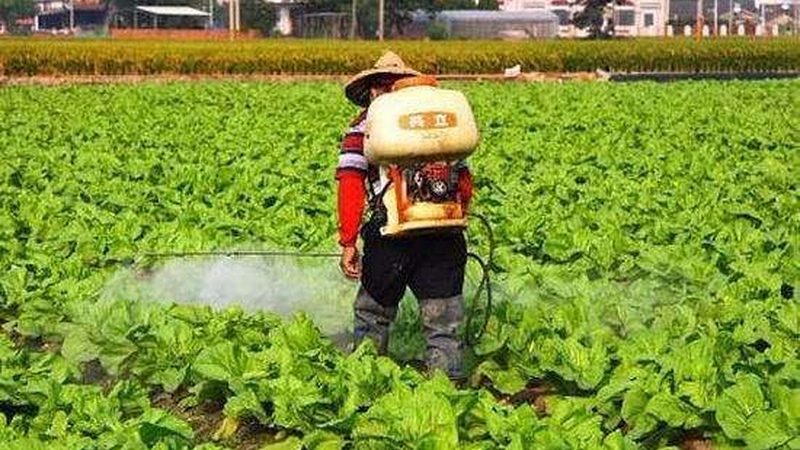 上海生鲜配送：如何把握蔬菜水果批发报价的“脉动”**