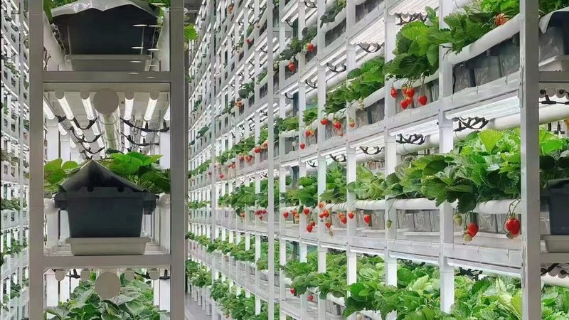 生态农业加盟店扶持政策解读：助力绿色农业发展**